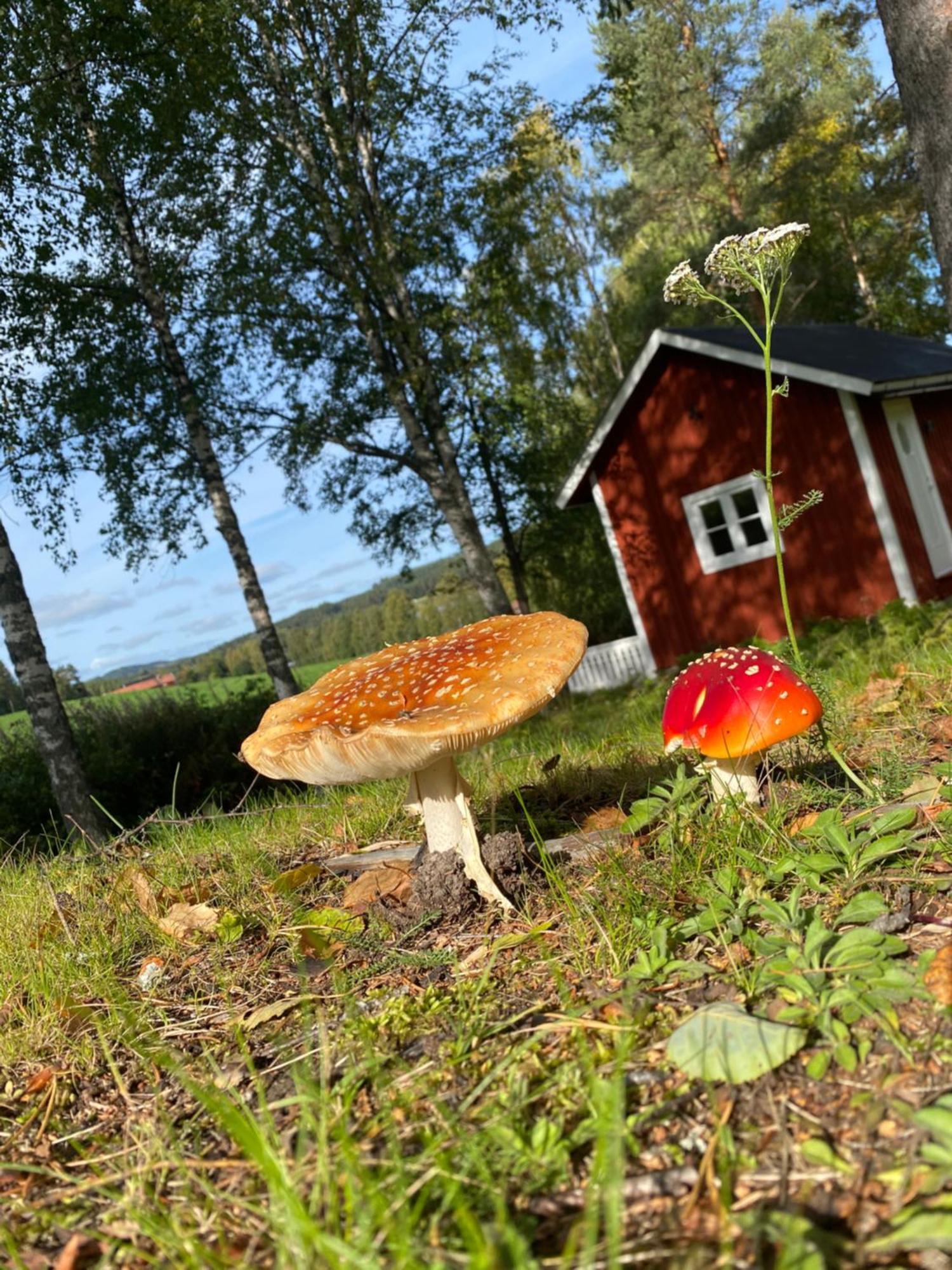 Sunshine Stuga Bergvik Gallo Exterior foto